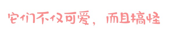 「广东深圳」爱宠来啦！给淘气宠儿做个SPA吧！