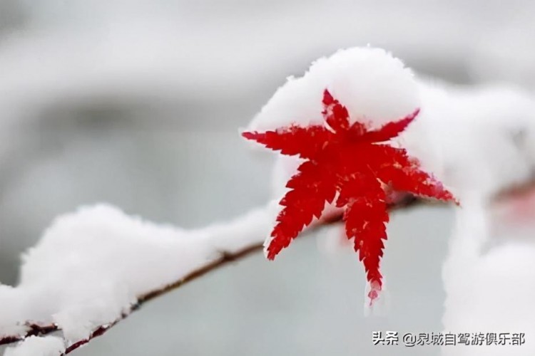 大雪至寒冬始推荐几个济南两小时生活圈冬日必去打卡地