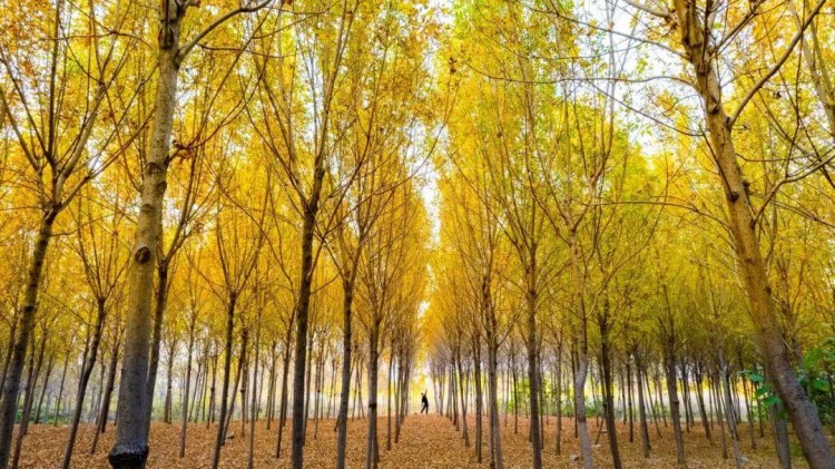 赏秋叶登秋山贴秋膘…秋天在济南最治愈的10件事你都打卡了吗