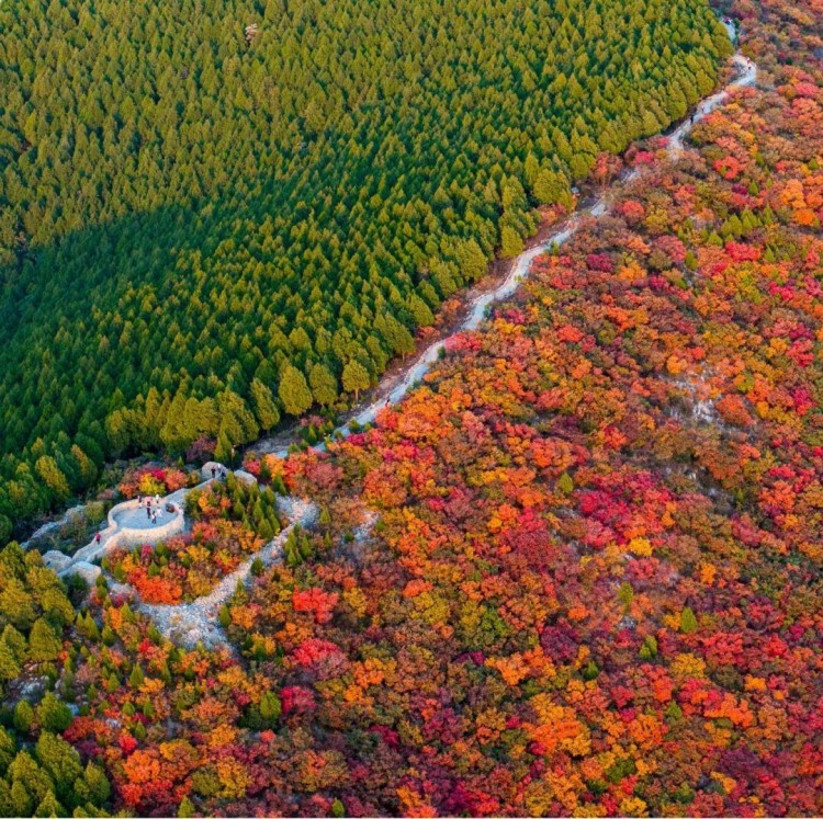 赏秋叶登秋山贴秋膘…秋天在济南最治愈的10件事你都打卡了吗