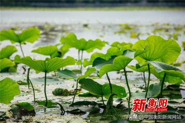 衡阳梦东方旅游度假区启动天澜美好生活节