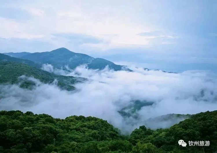 推荐|听说钦州有一处森林养生基地可以让你躲过炎炎夏日