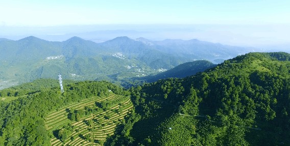 邂逅广东云浮高山茶田藏一顶级酒店山峰叠翠云雾缭绕温泉