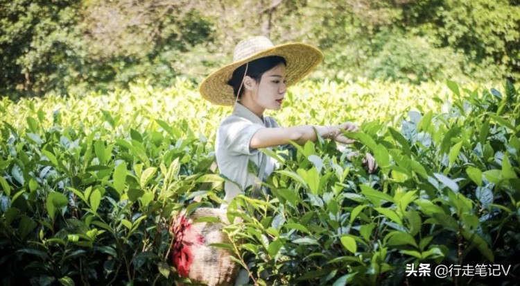 邂逅广东云浮高山茶田藏一顶级酒店山峰叠翠云雾缭绕温泉