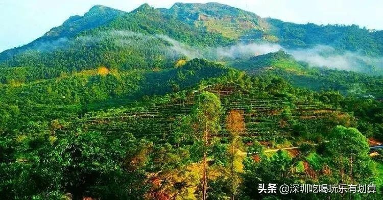 云浮象窝山山顶有个温泉酒店漫山茶园湖泊美景去过的还想去