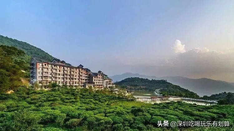 云浮象窝山山顶有个温泉酒店漫山茶园湖泊美景去过的还想去