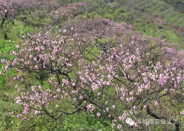 2016年雅安市雨城区一年12个月可以这样玩儿！