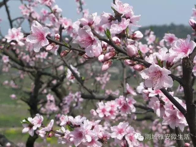 2016年雅安市雨城区一年12个月可以这样玩儿！