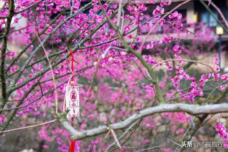 三月份旅游最佳地方江西10个值得去的景点